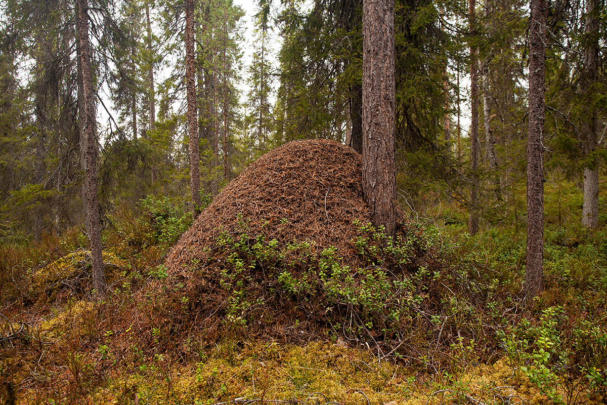 An anthill in the forest. By: Karl Adami
