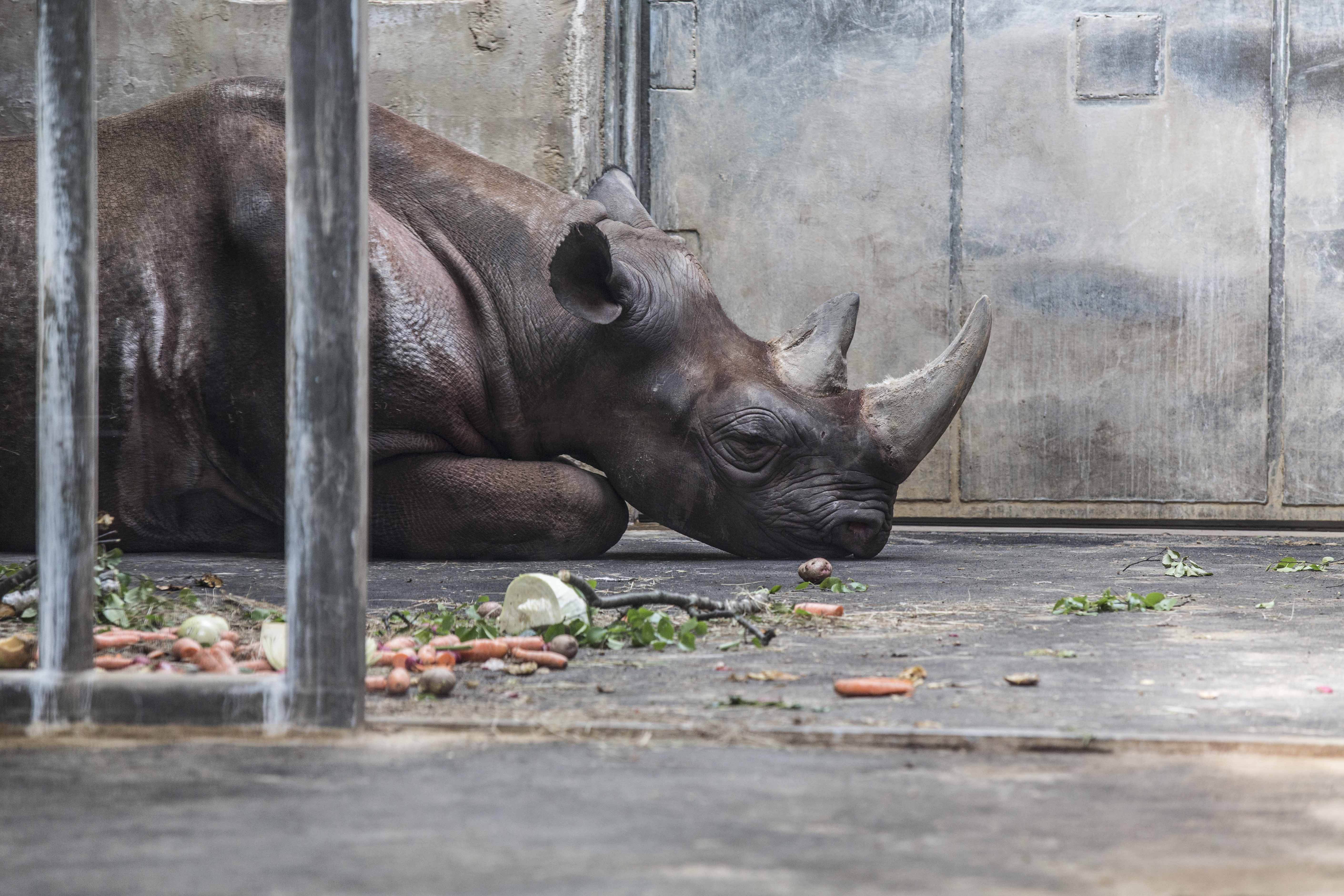 A rhinoceros. By: Argo Argel