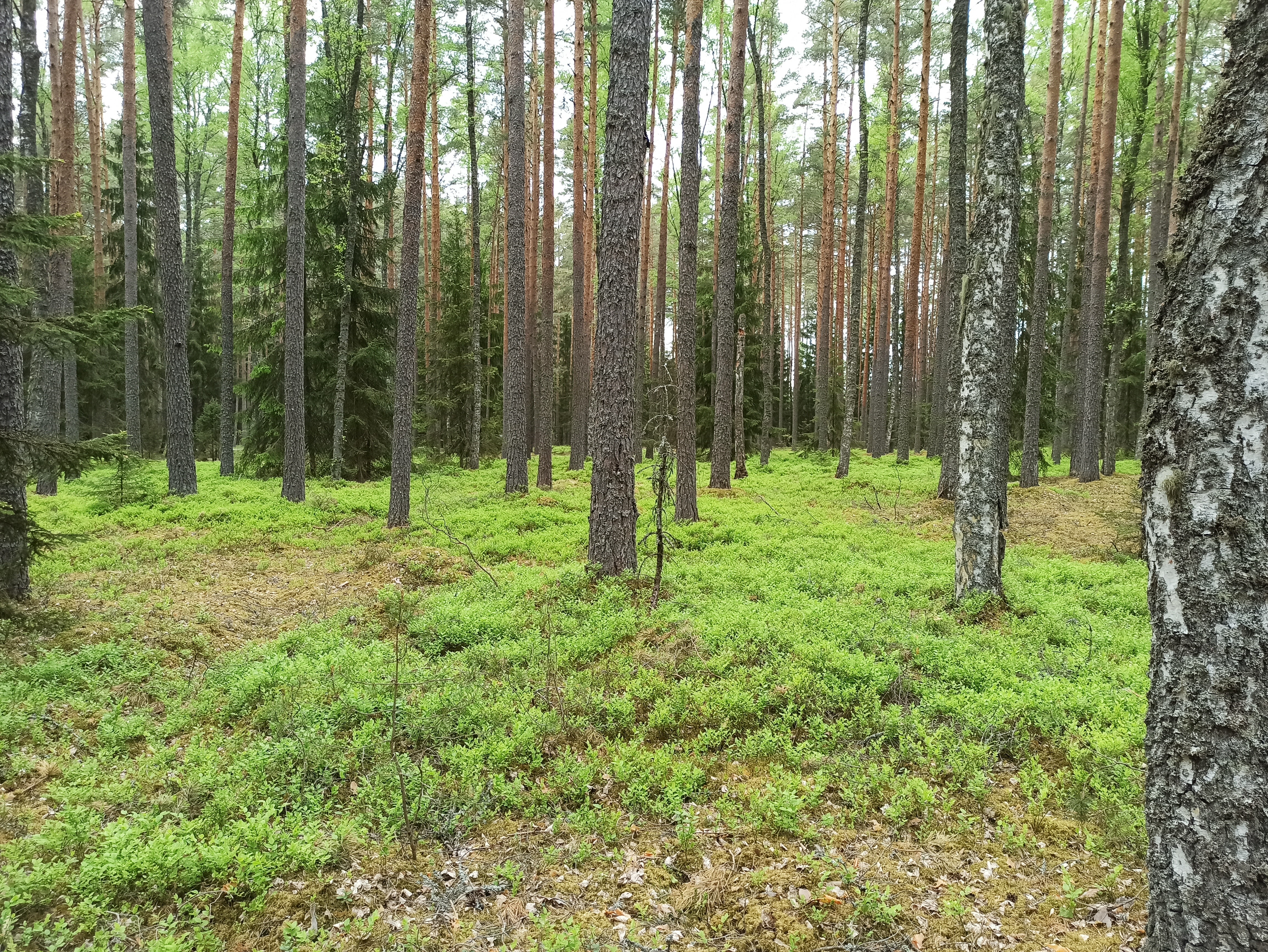 Metsanduse arengukava uus juhtkogu alustab tööd