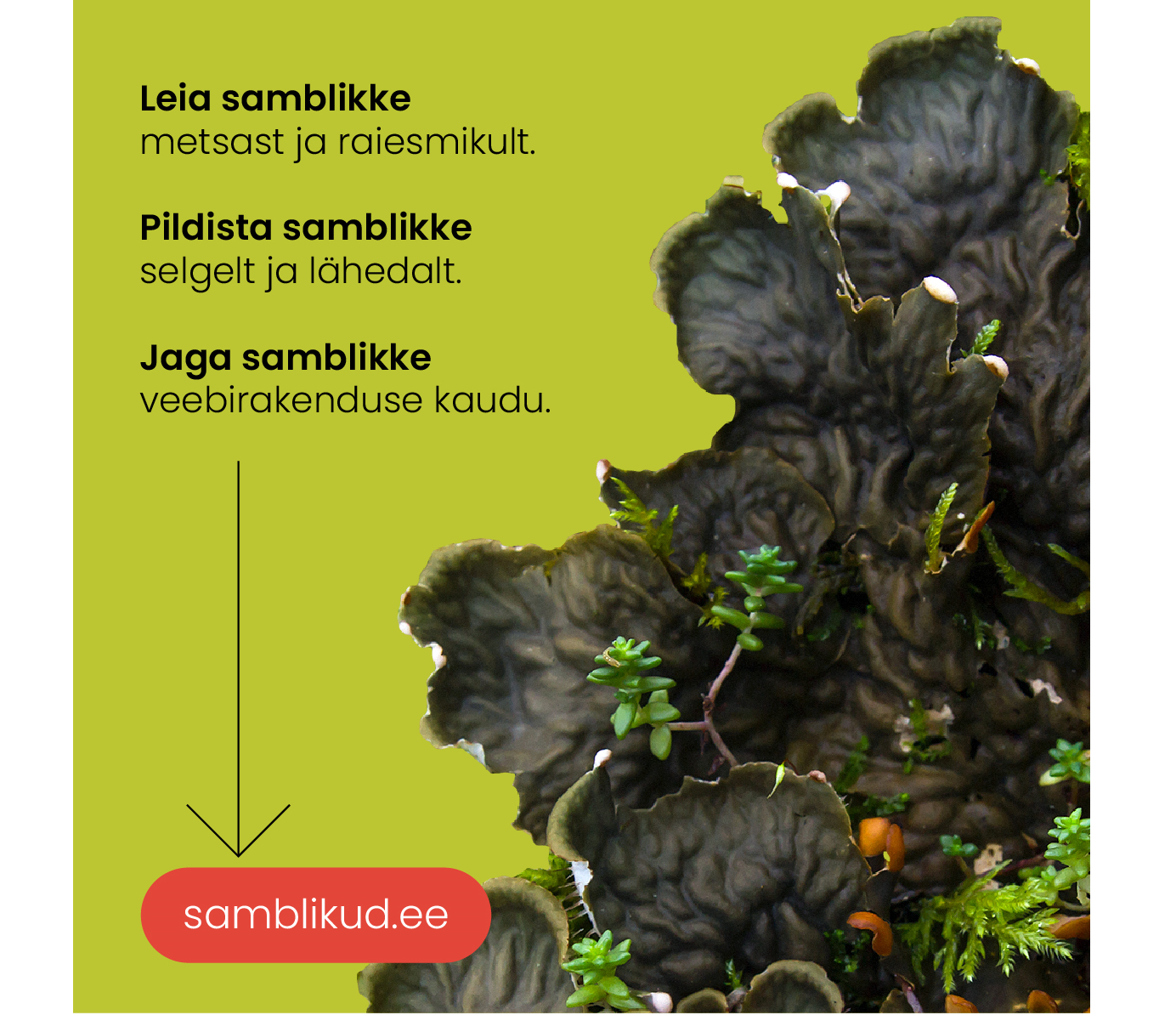 Kodanikuteaduse algatus “Tähelepanu! Valmis olla! Samblik!”