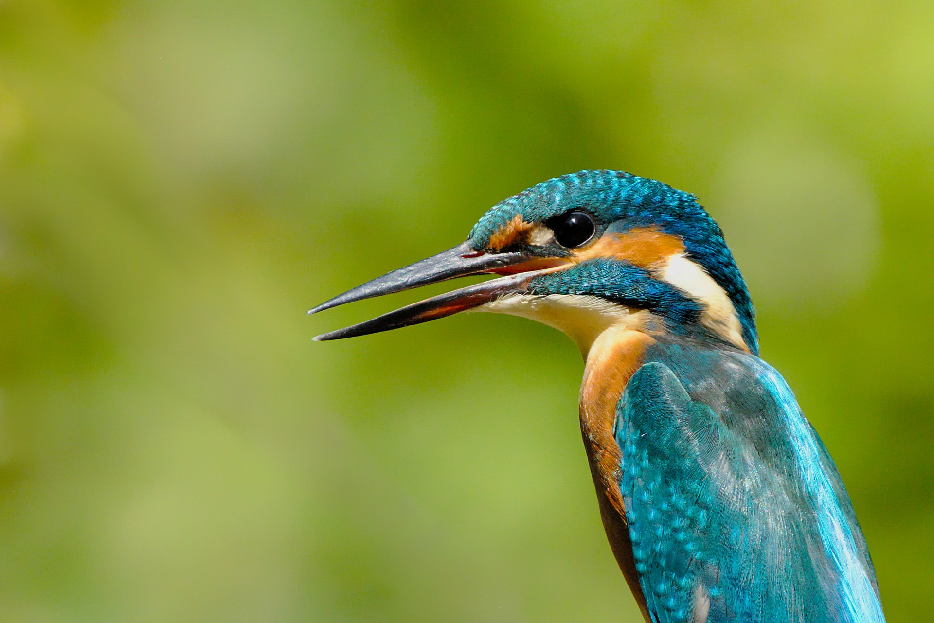 Linnuvaatluspäevadel EuroBirdwatch saadi kirja viimaste aastate parima tulemus