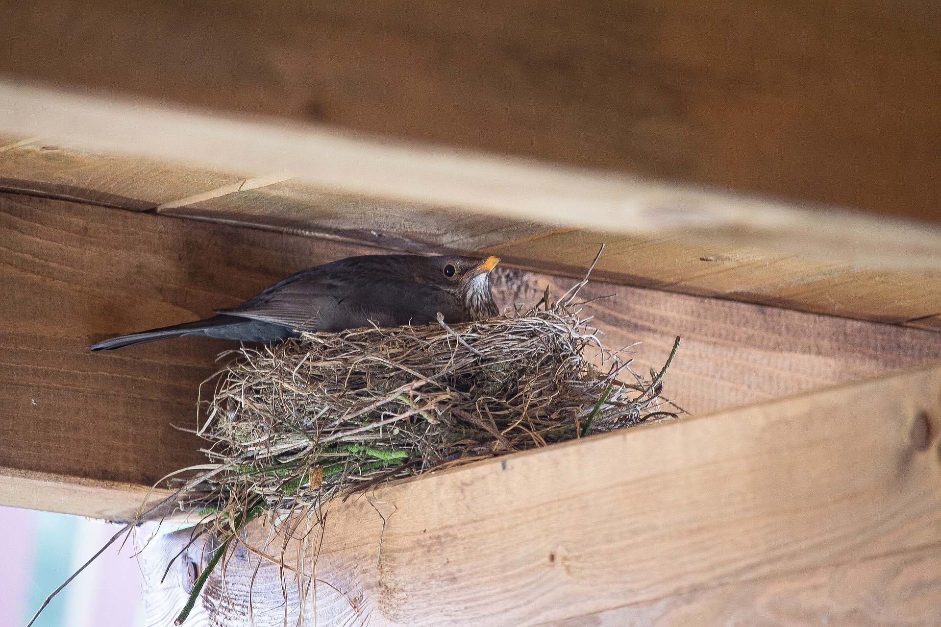 bird nest