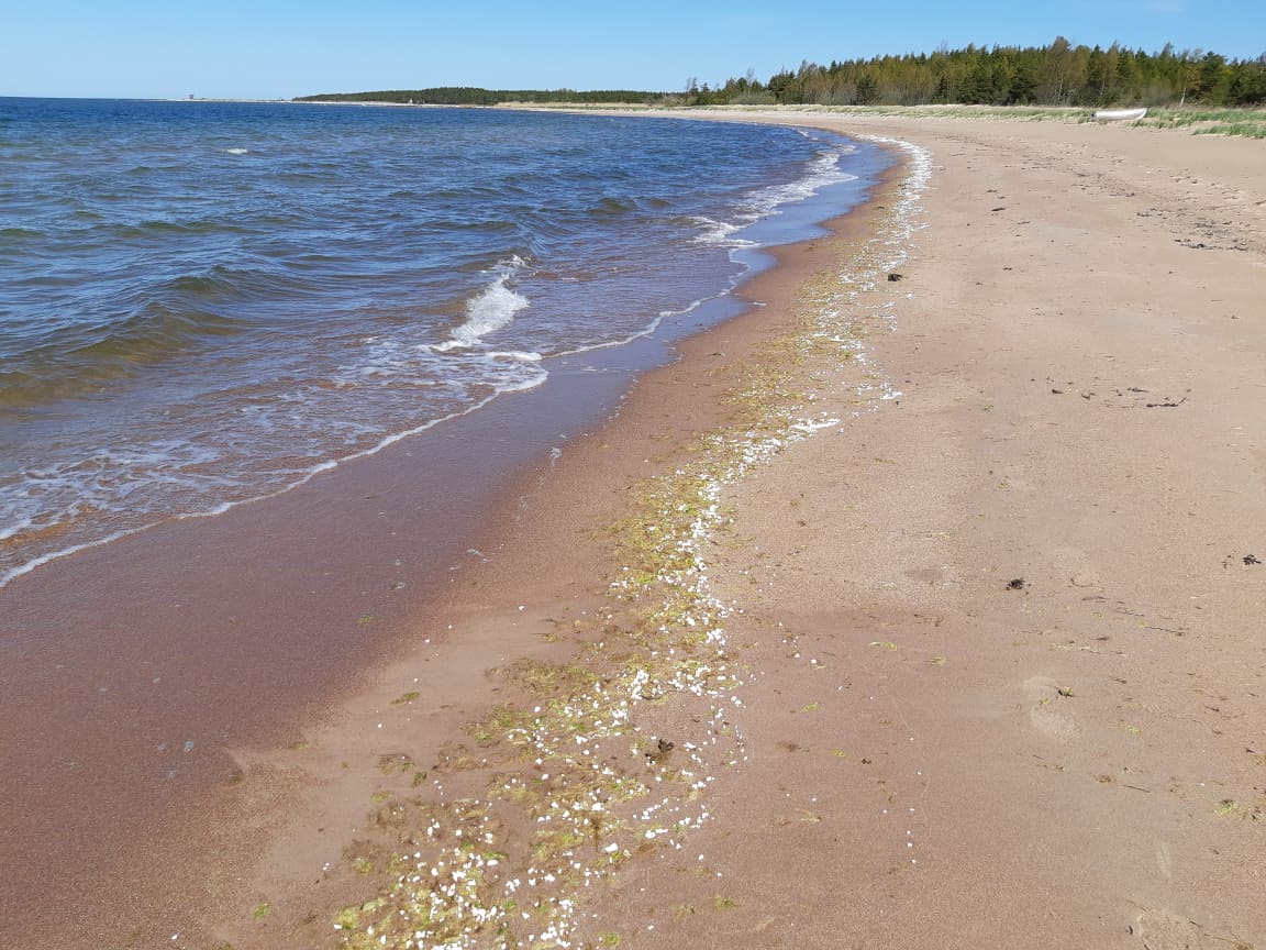 liivasel rannal on veepiiril näha rohekat vetikate kihti ning selle peal hõredalt valgeid tükikesi.