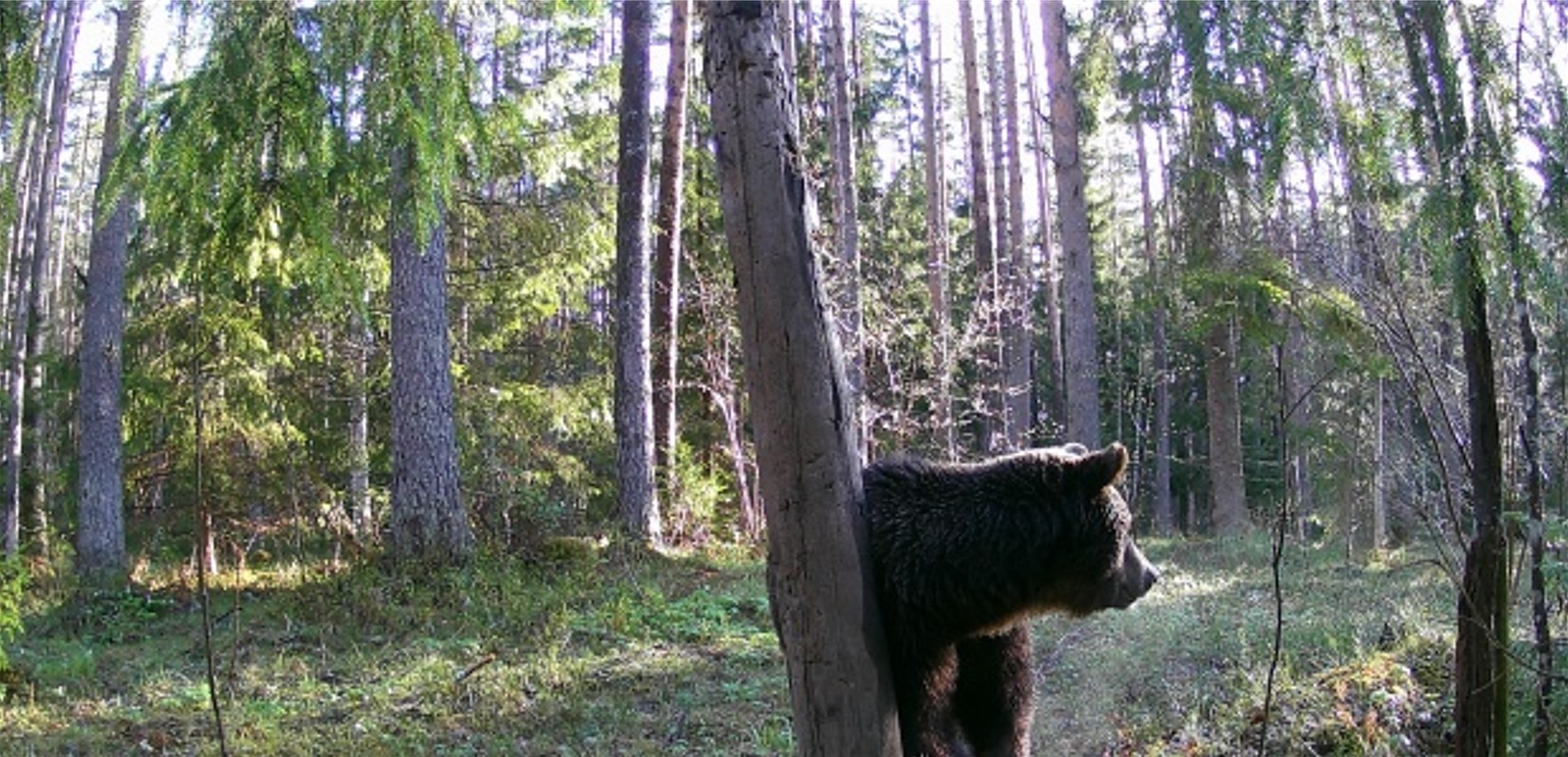 Karu metsas puutüve juures selja taha vaatamas