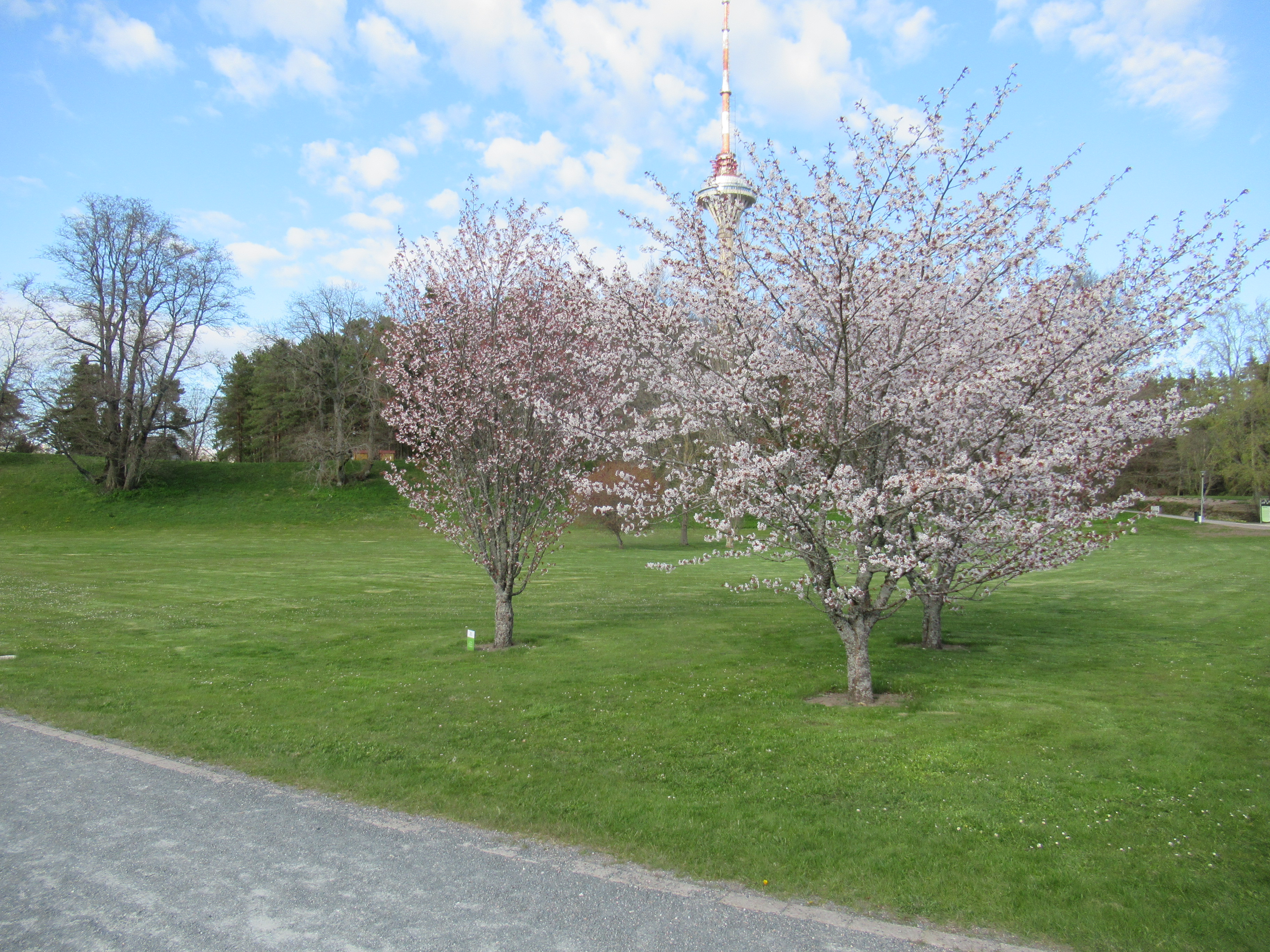 Kevadised õitsvad viljapuud Tallinna botaanikaaias.