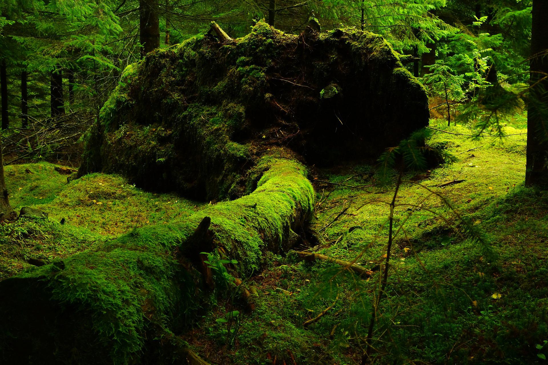 Sammaldunud metsaalune, kus on sammaldega kaetud pikali kukku puu koos juuremättaga