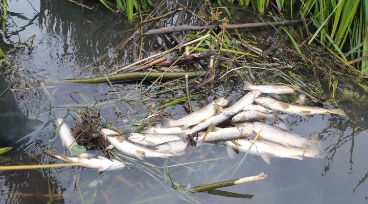 Hukkunud kalad jões. Autor: Silver Vahi