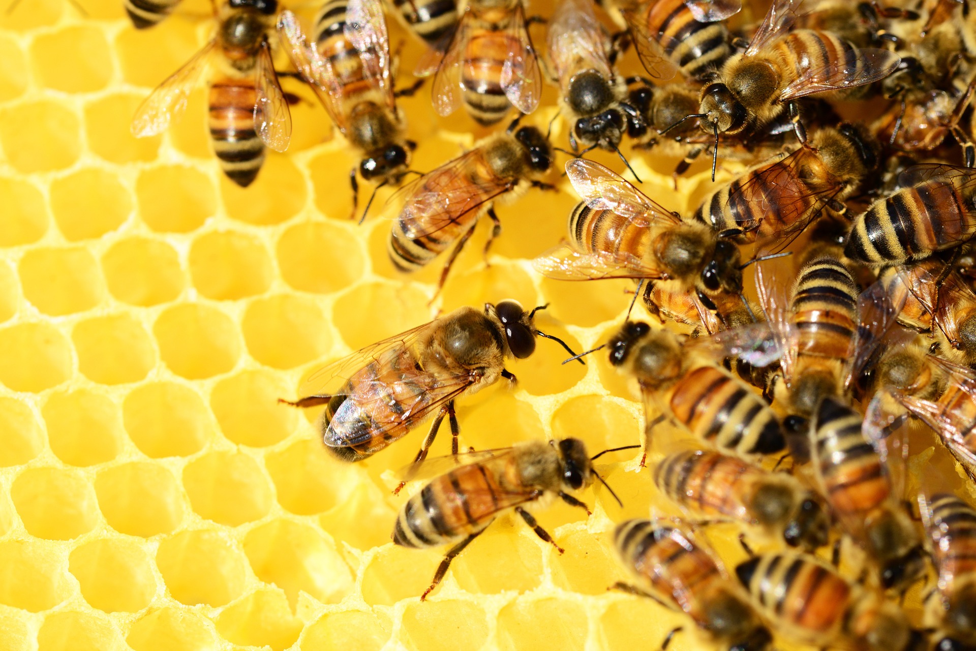 Mesilased kärjel