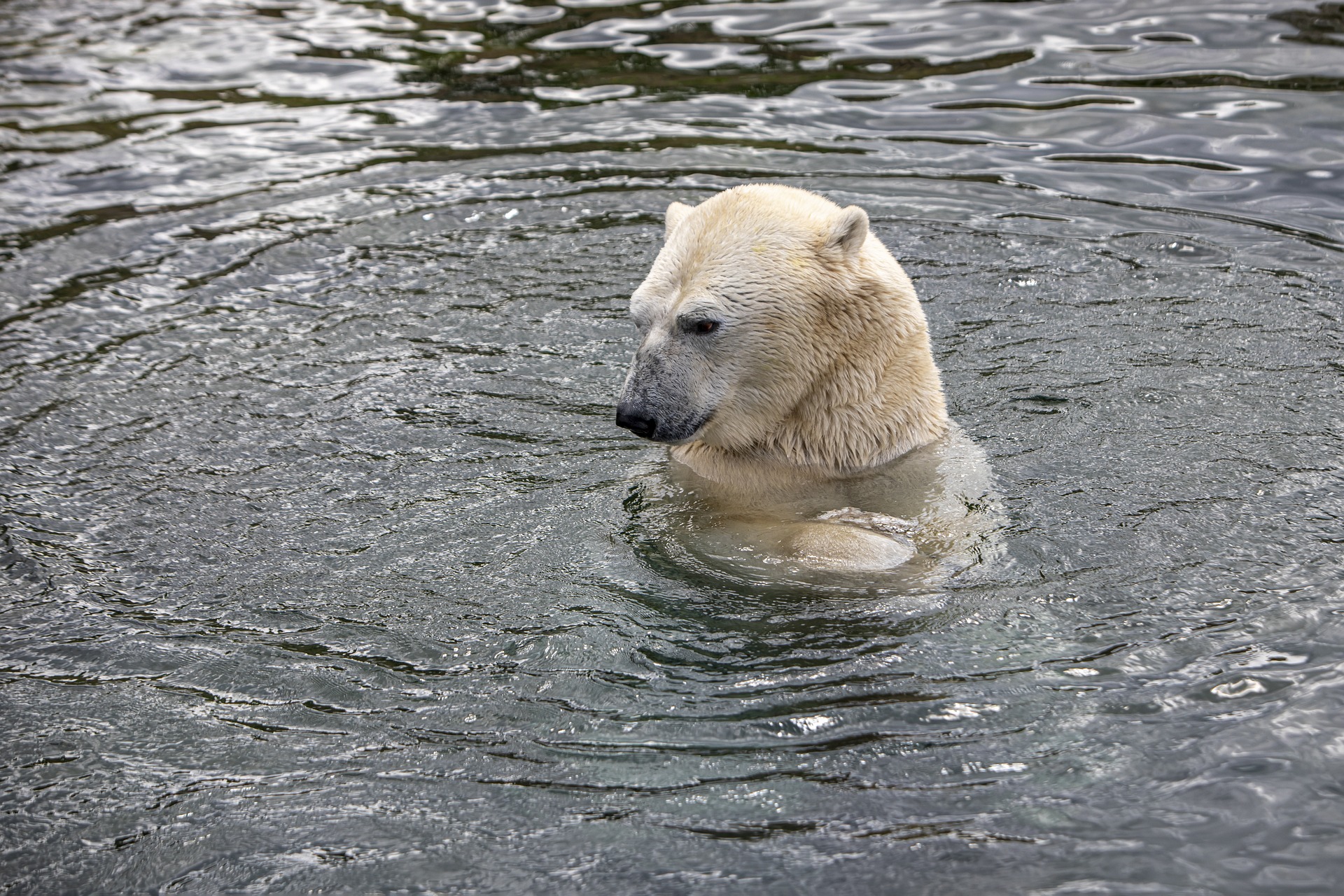 Jääkaru vees.