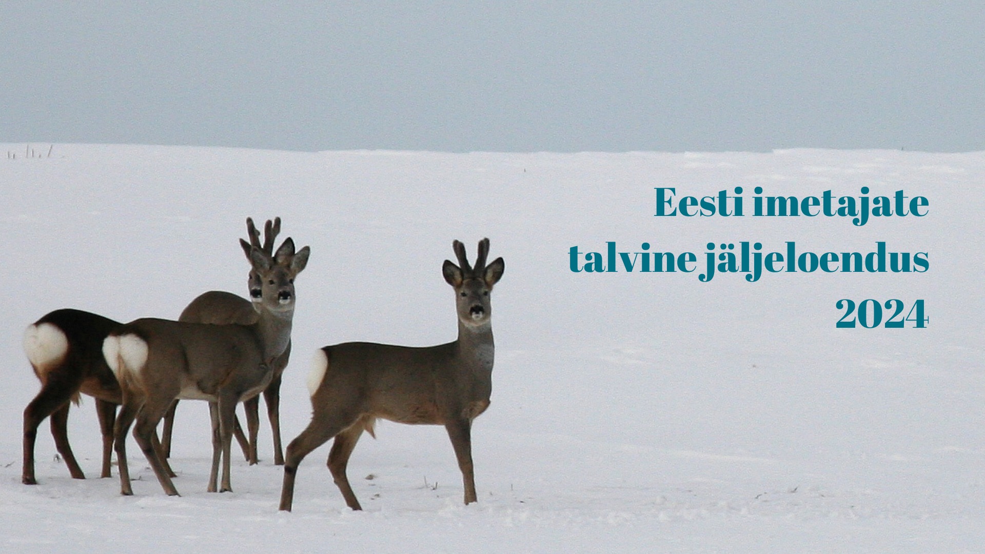 Eesti imetajate talvine jäljeloendus 2024