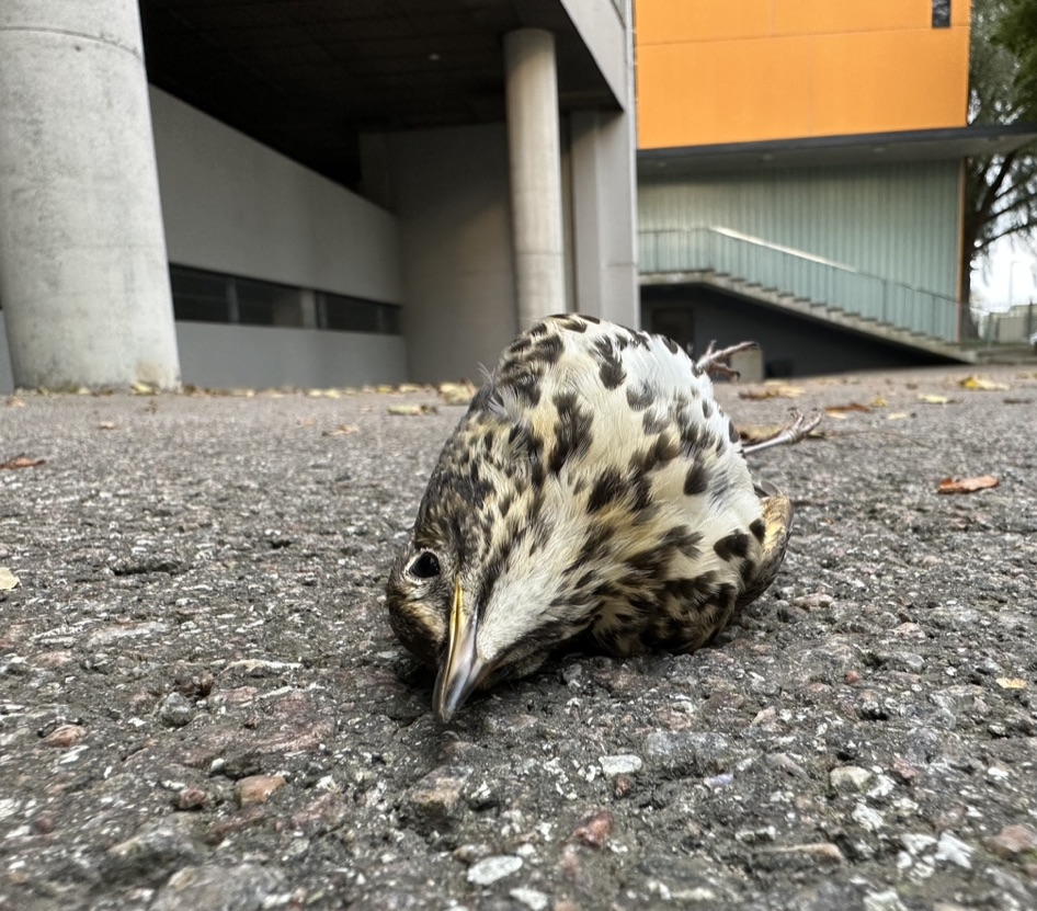 Klaaspinnaga kokkupõrke tõttu hukkunud lind