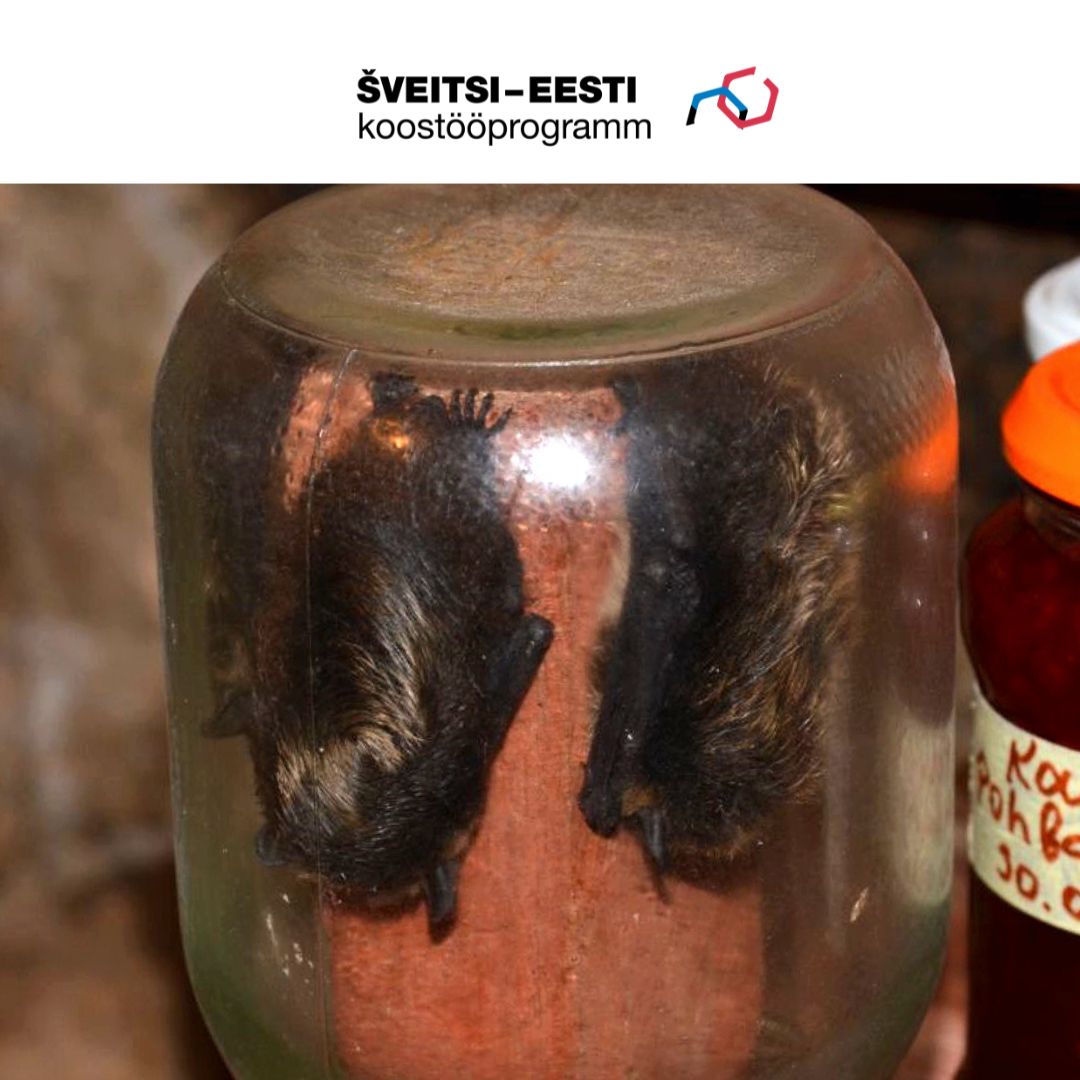 Talvituvad nahkhiired keldris