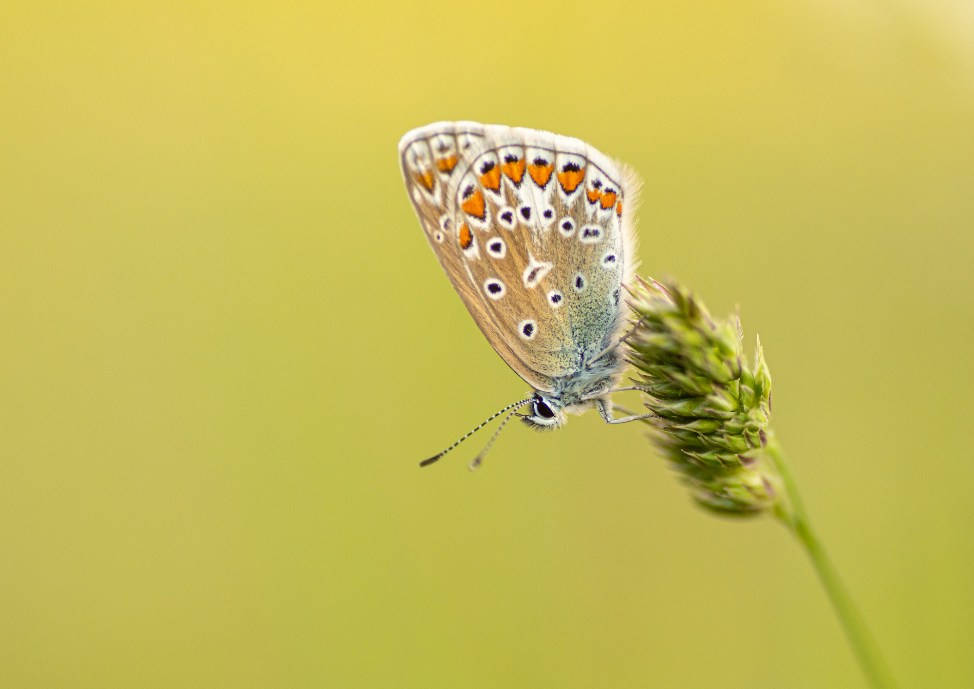 Ristikheina-taevastiib (Polyommatus icarus)