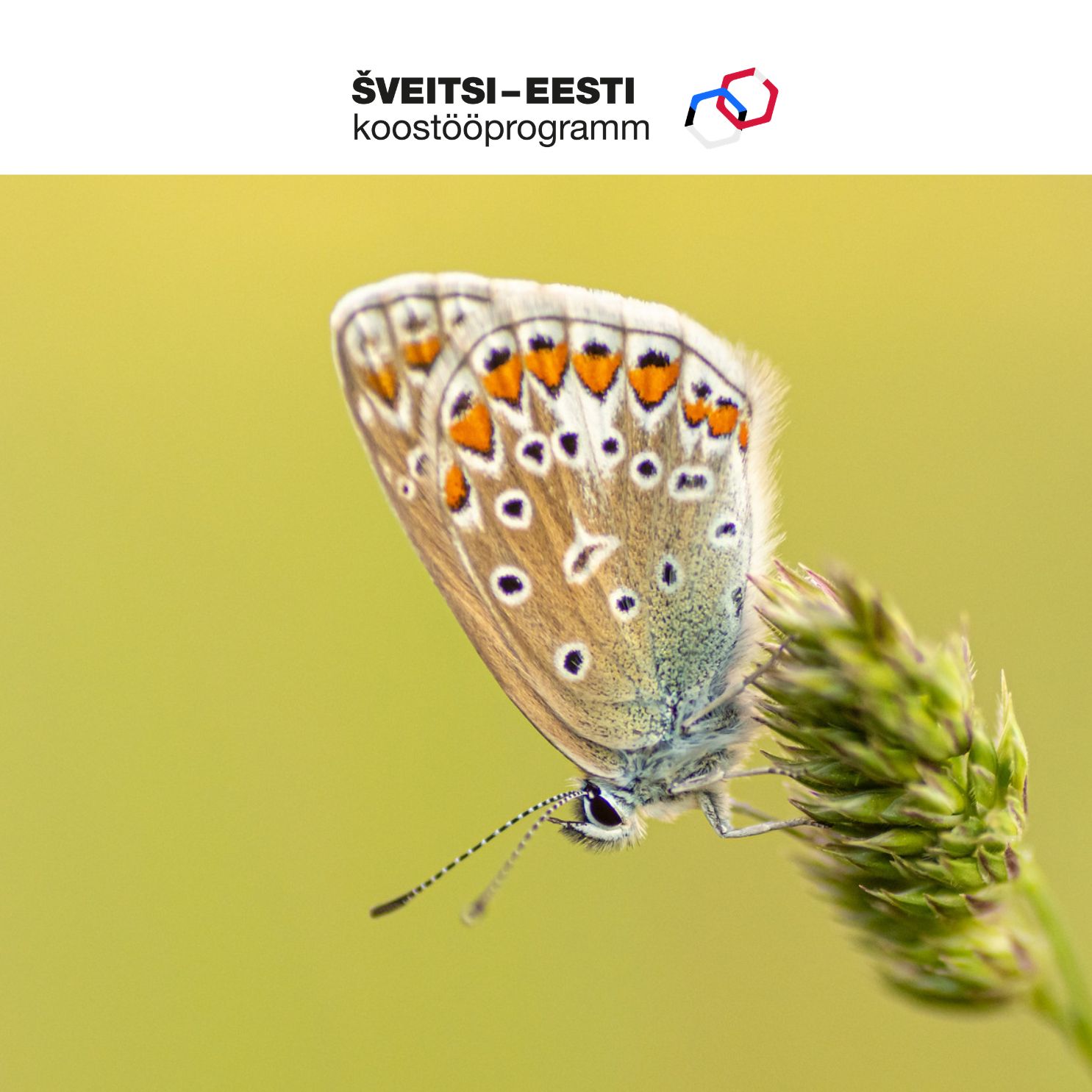 Ristikheina-taevastiib (Polyommatus icarus)