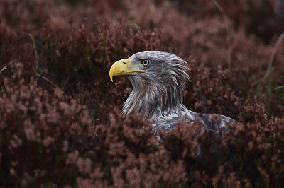 White-tailed eagle. By: Adami