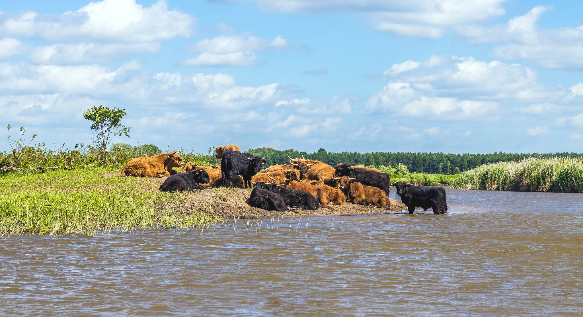 Cattle on pasture. By: Igor Nael