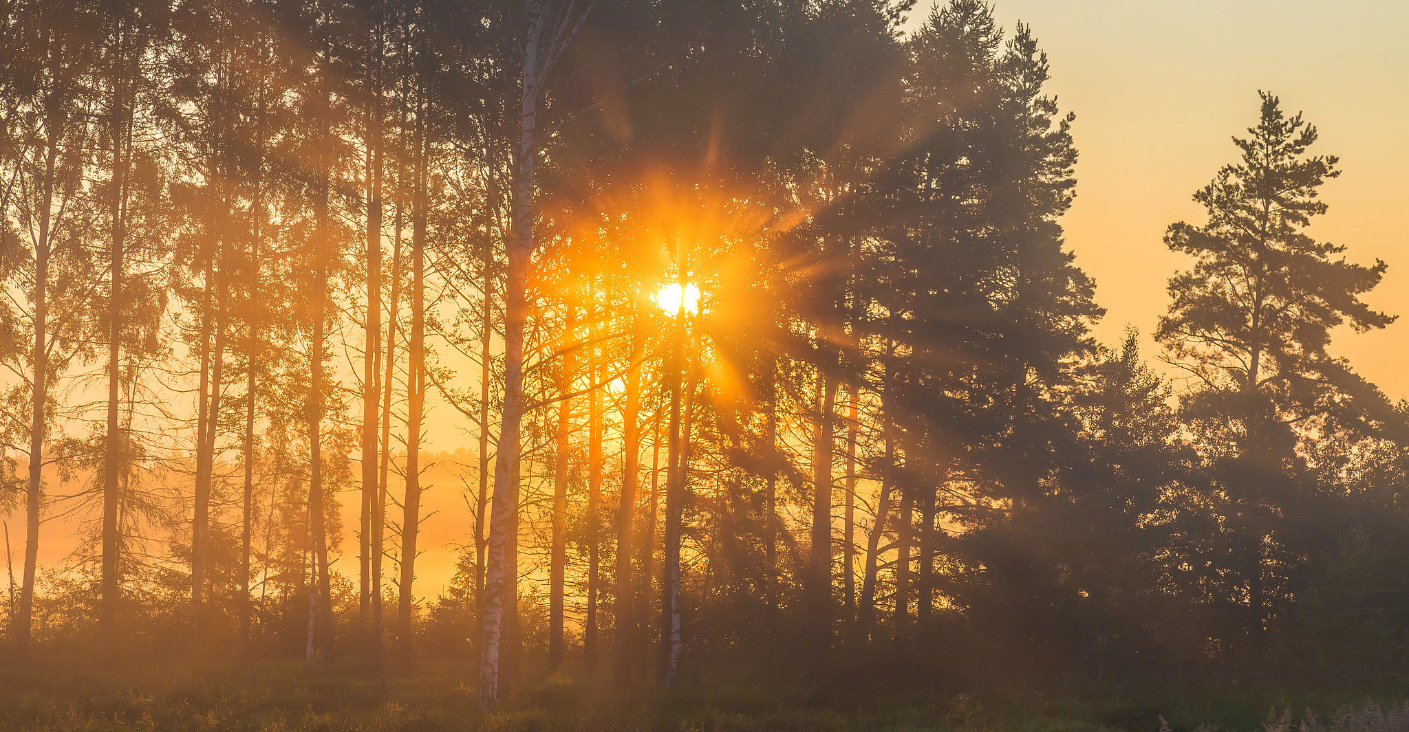 Forest in a sunset. By: Igor Nael