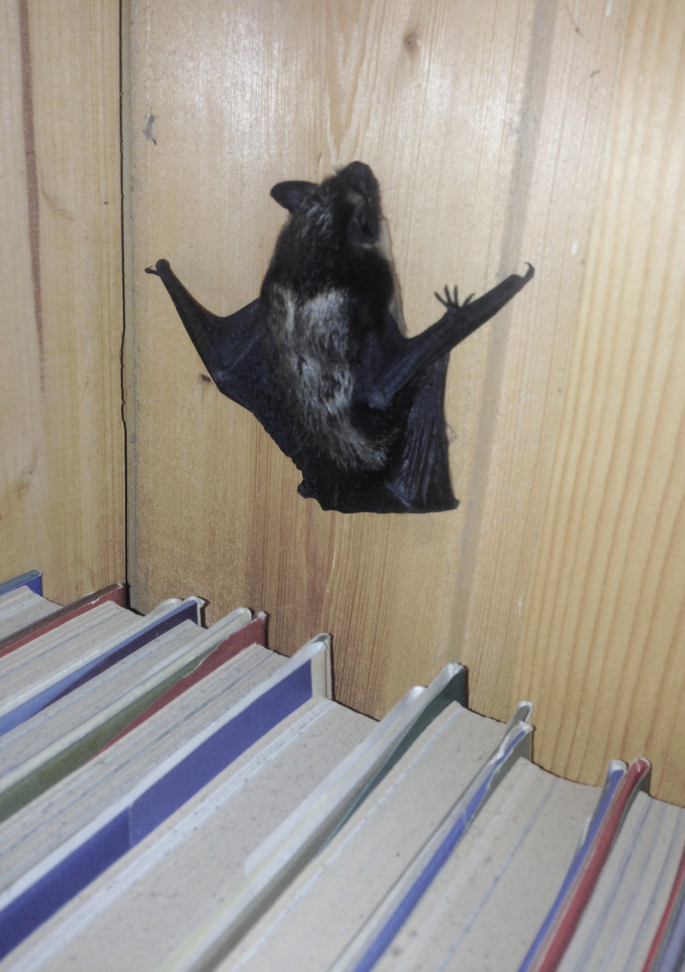 KÜLALINE. See nahkhiir otsustas peituda raamaturiiulisse. Autor: Tarvo Tiivits