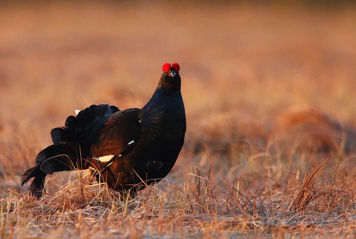 Black grouse. By: Karl Adami