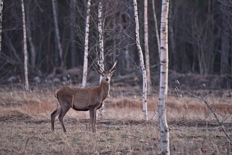 Red deer. Photo: Maris Sepp