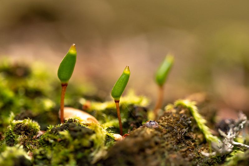 Green Shiel-Moss, Photo: Maris Sepp