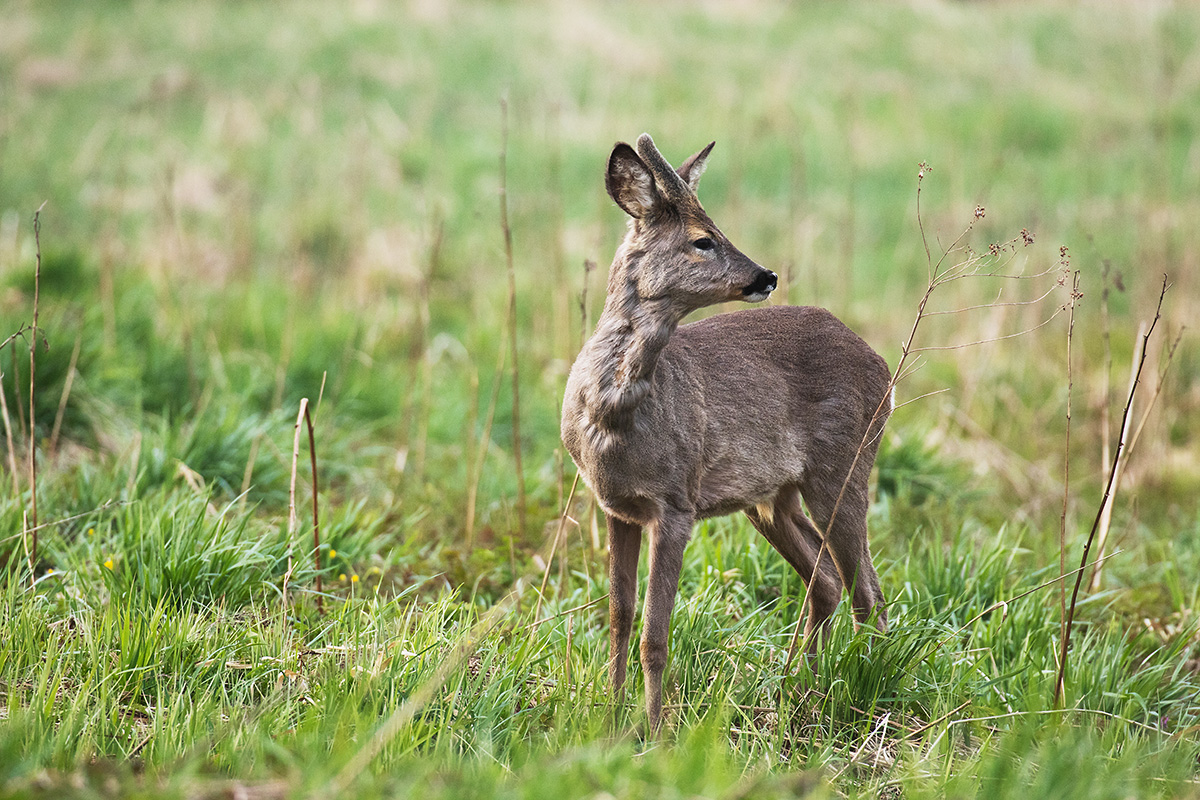 Roe deer. By: Karl Adami