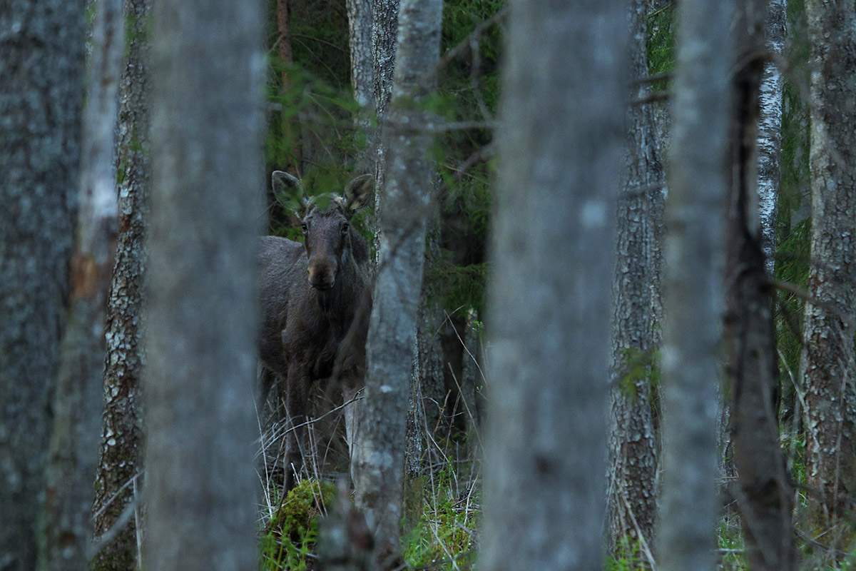Moose in a forest. By: Karl Adami
