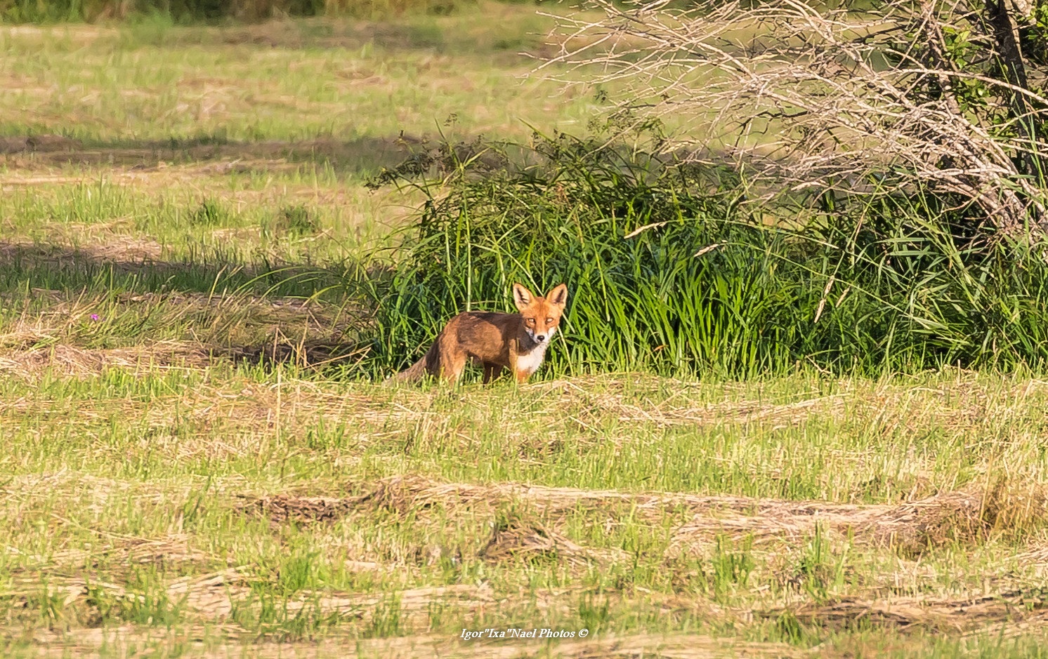 Fox on a field. By: Igor Nael