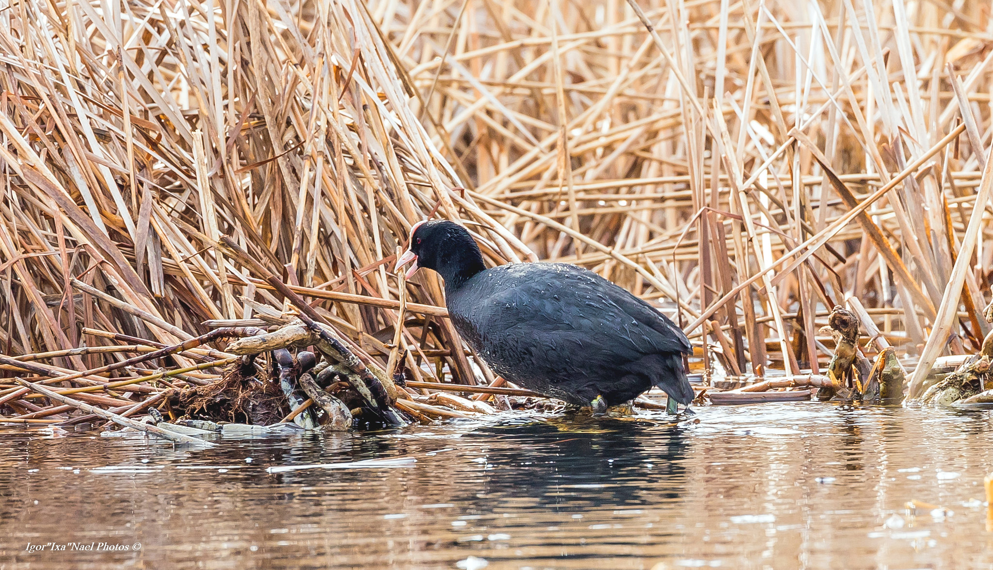 The Eurasian coot building a nest. By: Igor Nael