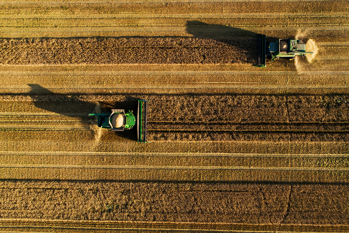 Combines on a field. By: Karl Adami
