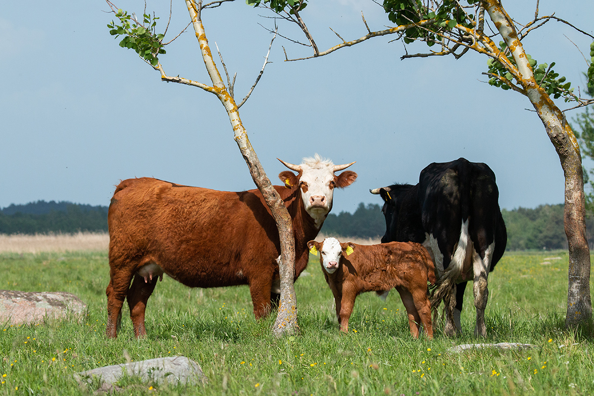 Cows on a grassland. By: Karl Adami