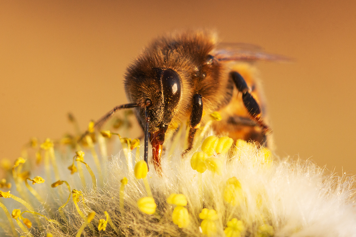 A bee on a flower. By: Karl Adami