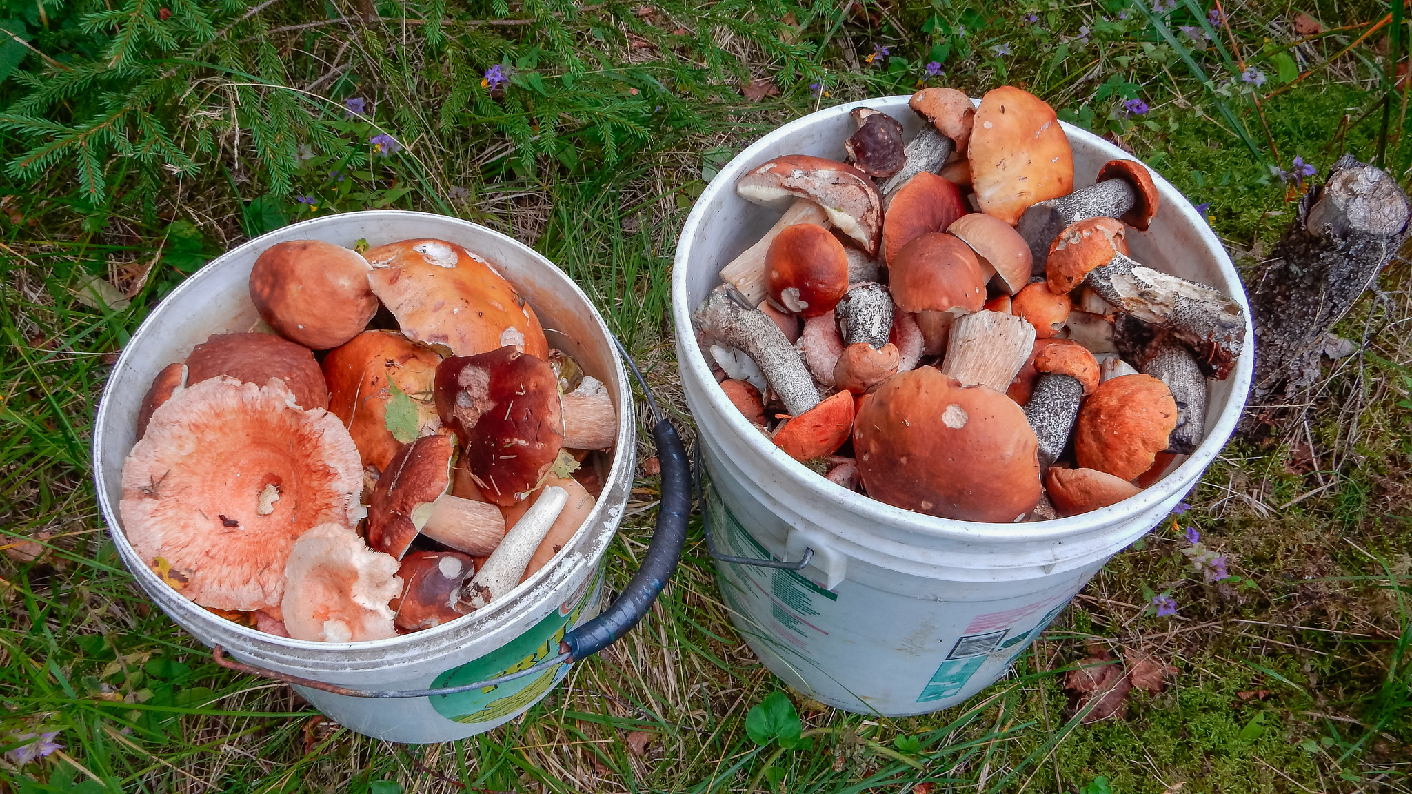 Buckets with mushrooms. By: Igor Nael