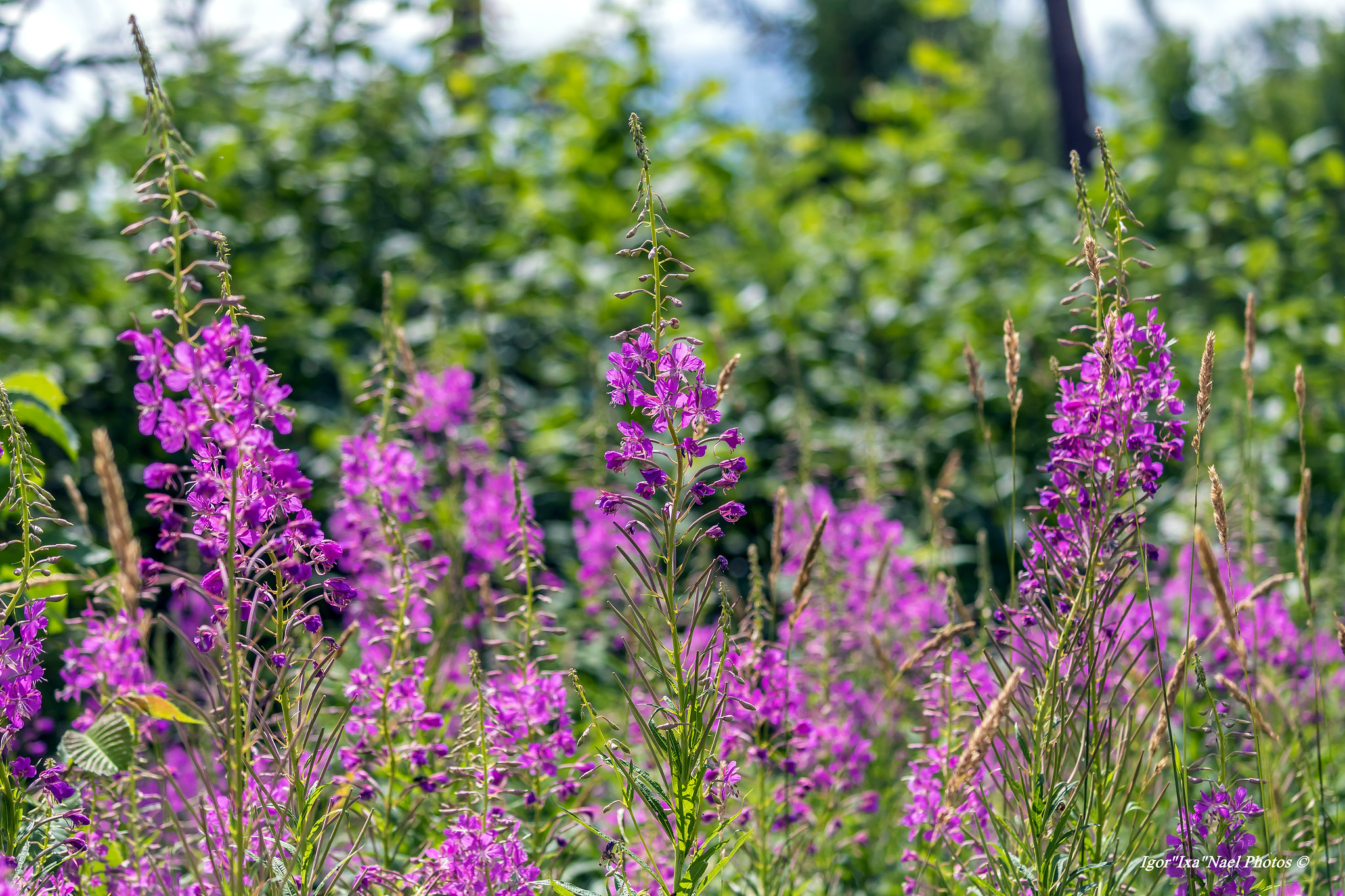 Fireweed. By: Igor Nael