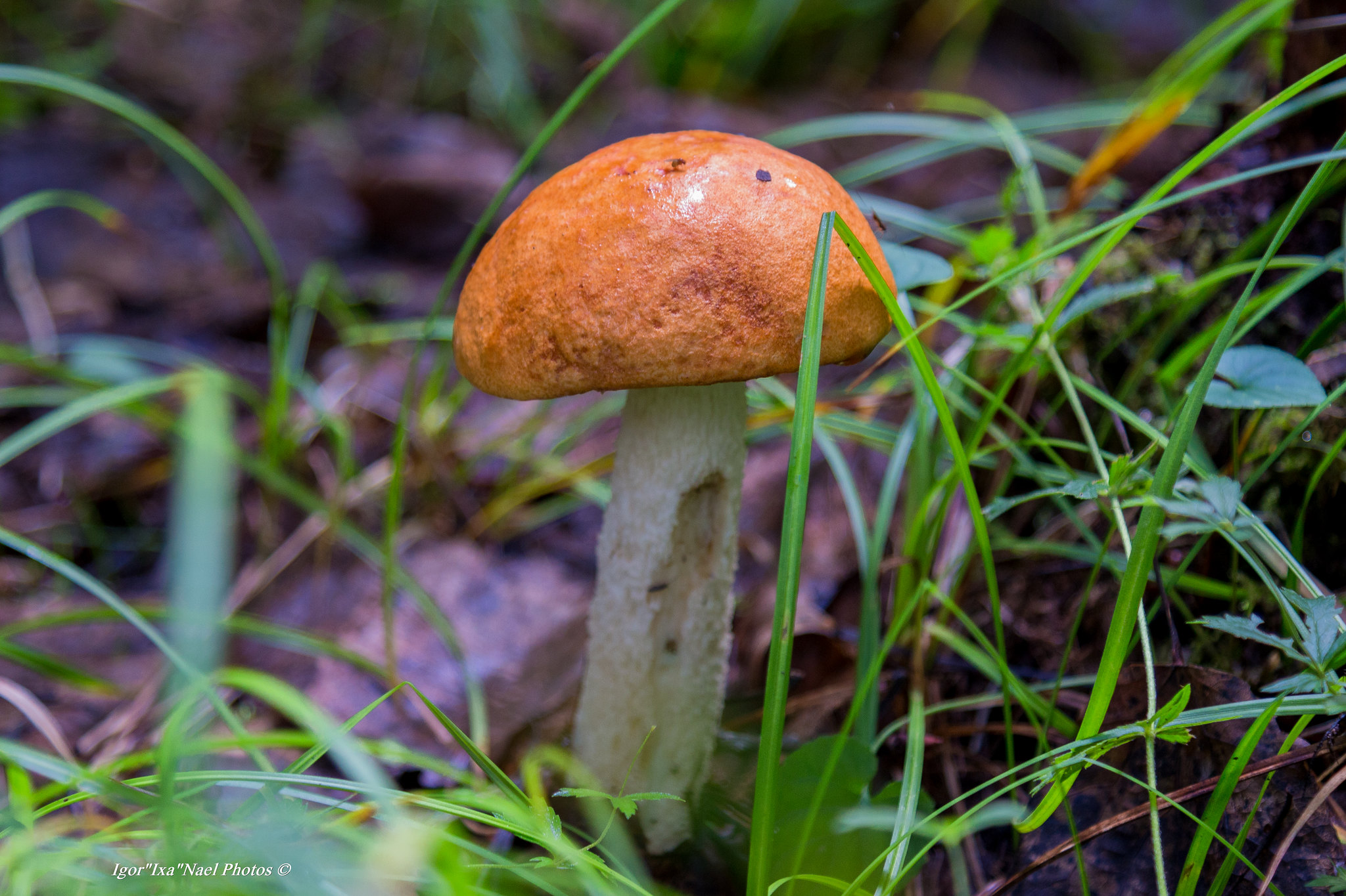 Boletus, ByI Igor Nael