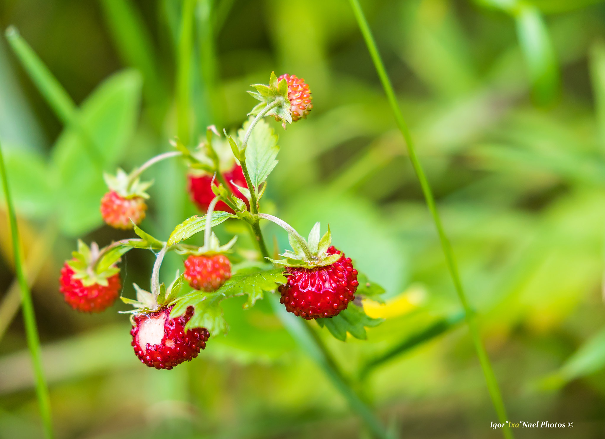 Wild strawberry. By: Igor Nael