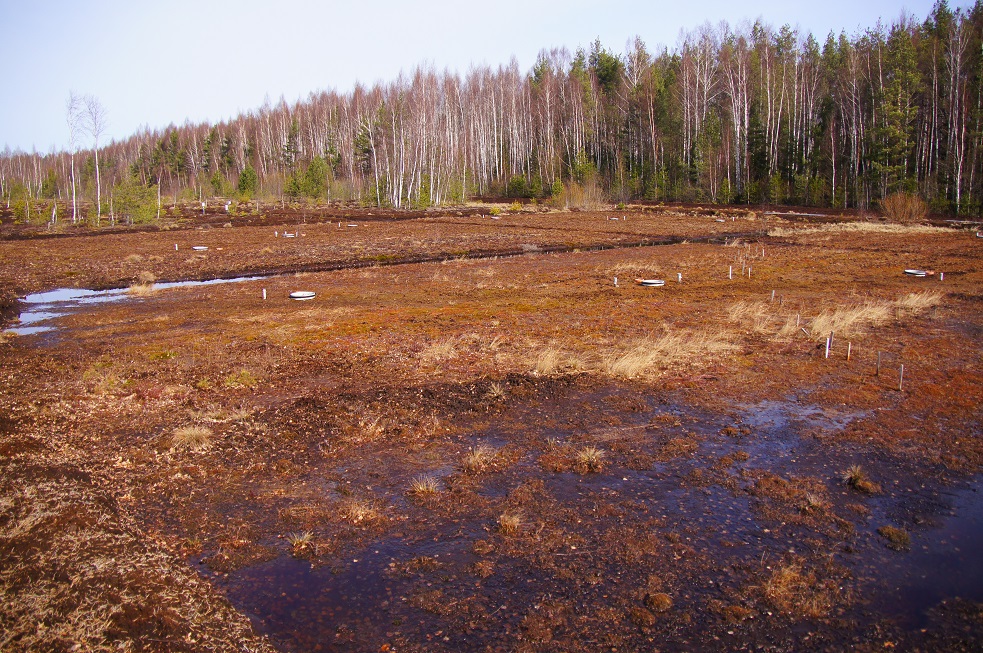 Восстановление остаточного болота Тясси торфяными мхами