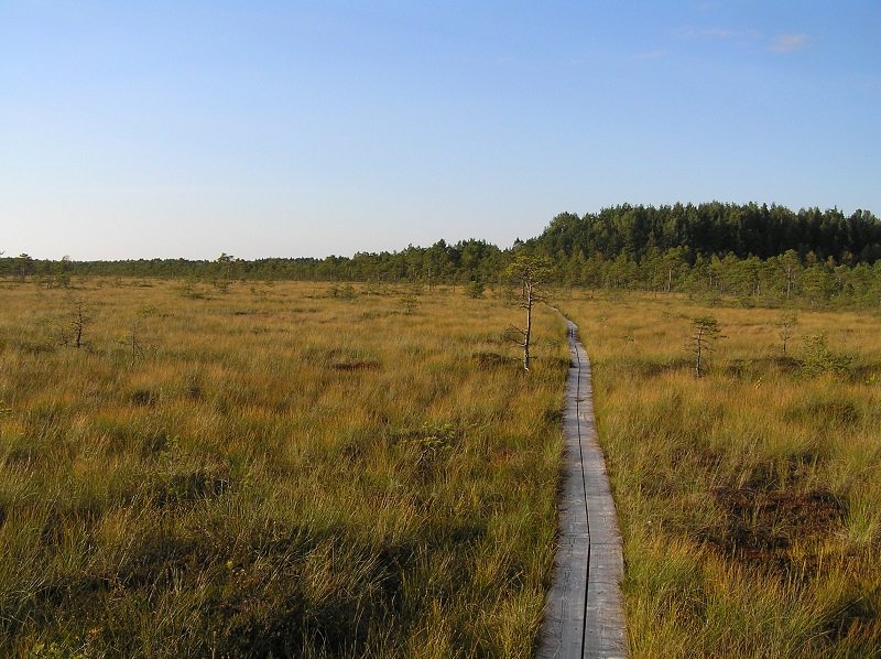 A boardwalk in Kakerdaja bog