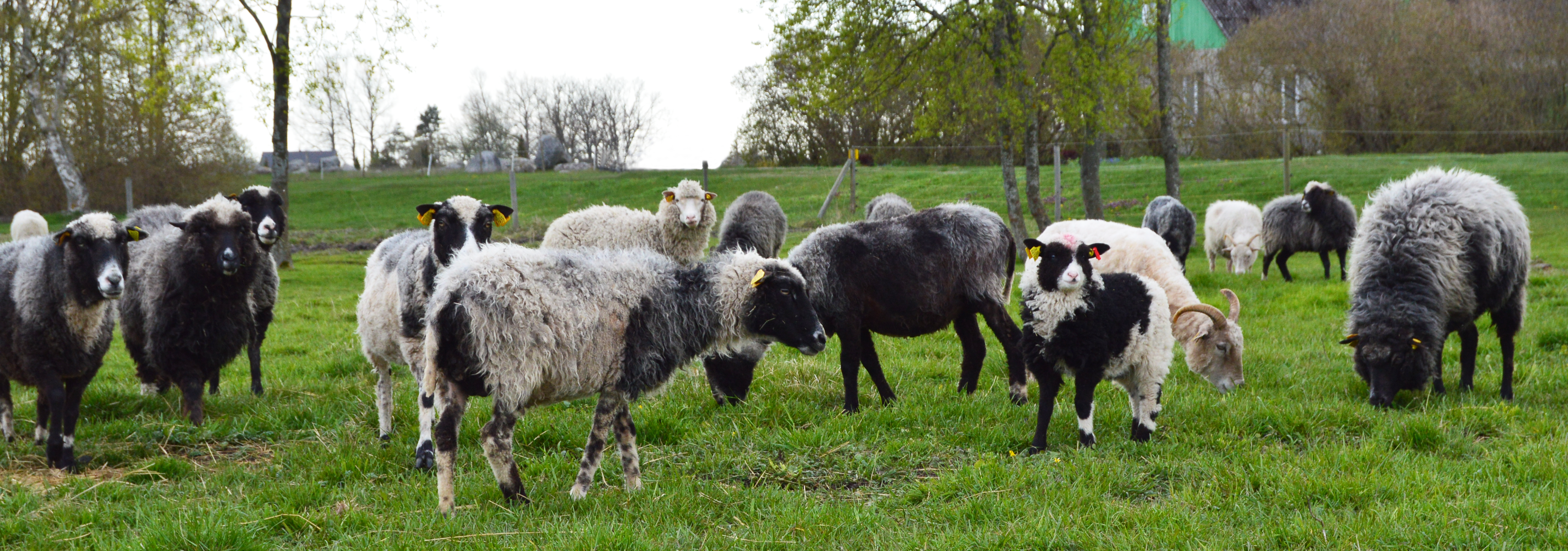овцы деревенские