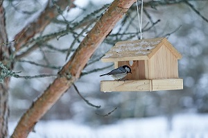 SÖÖKLA. Alusta lindude toitmisega alles siis, on saabunud püsiv talvekülm. Foto autor: Tarvo Tiivits