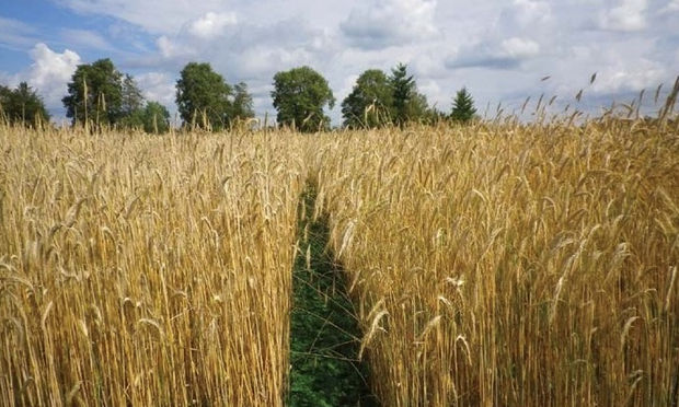 COVER CROPS IN A CEREAL FIELD.