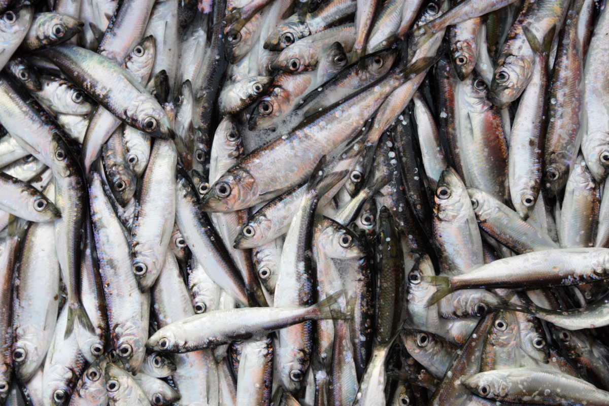 BALTIC HERRING. Baltic herring and sprat are the fish species caught the most in Estonia.