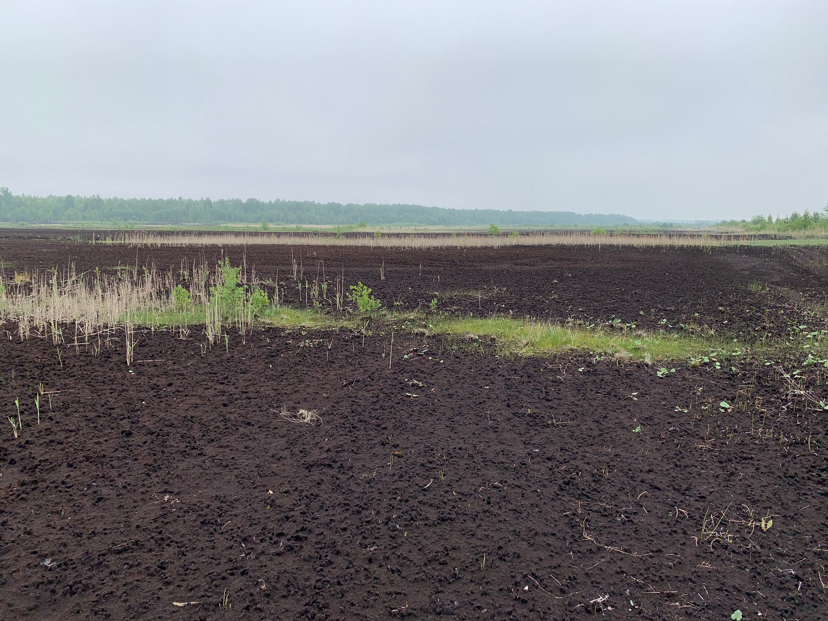 Abandoned milled peat land. By: Kasak