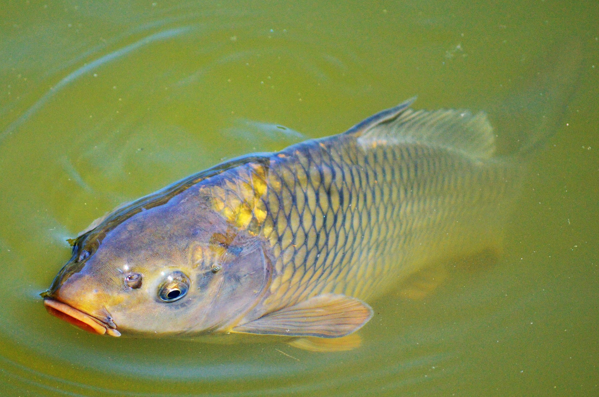 A carp fish in a pond