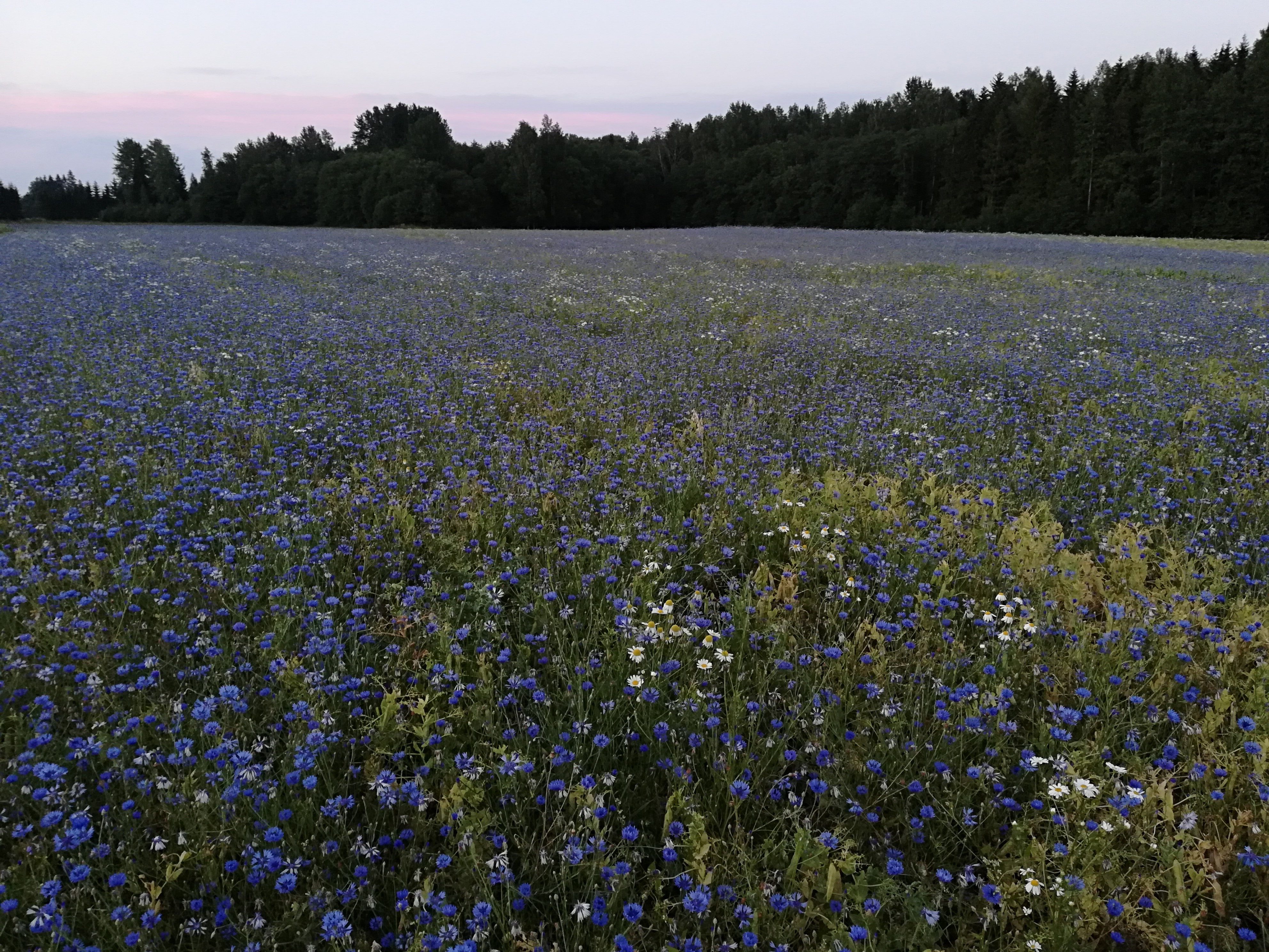 Cornflower field. By: Kaisa Viira