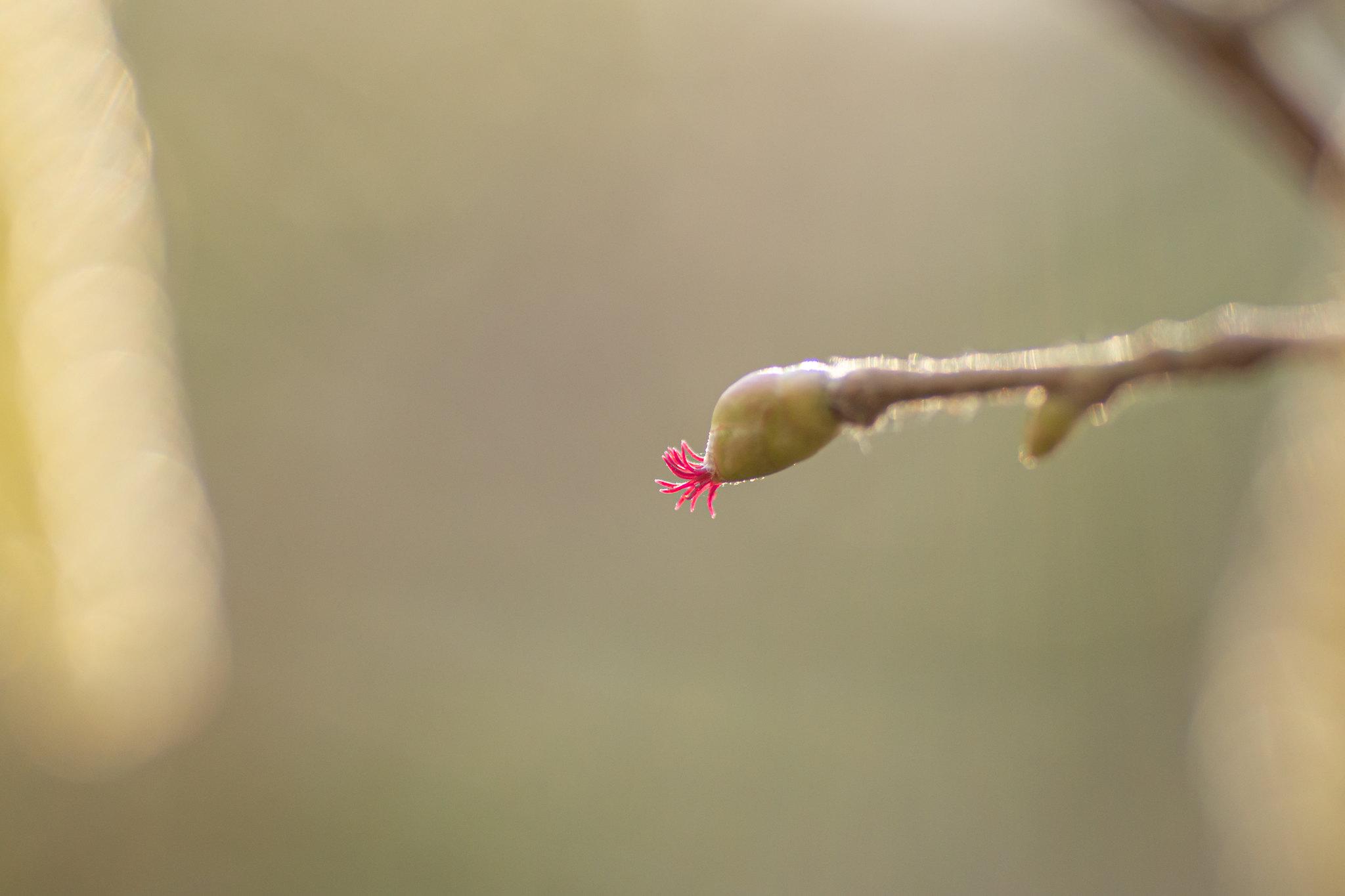 Common hazel. Photo: Maris Sepp