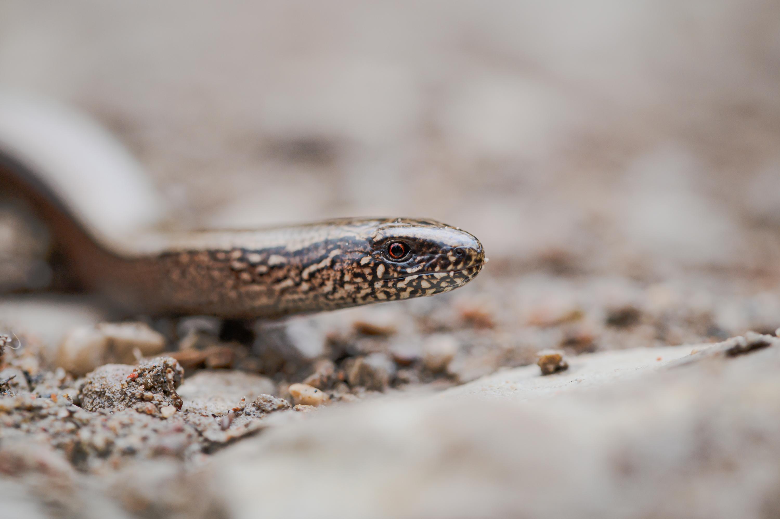 Slow worm. Photo: Maris Sepp