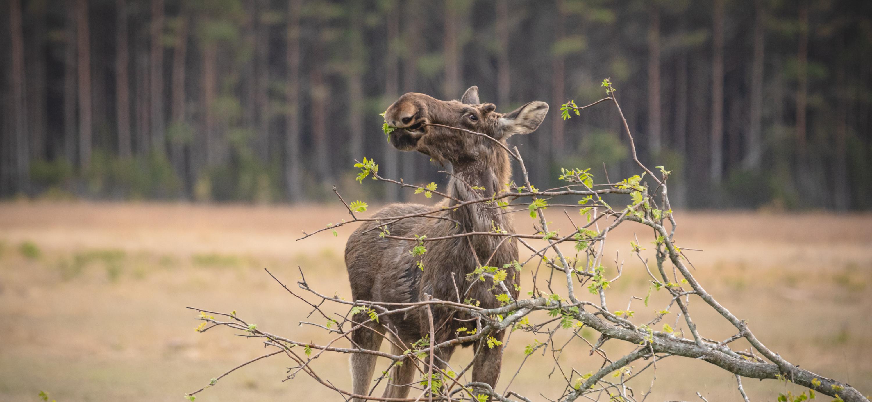 Mammal of the Year 2025 – Moose. Photo: Maris Sepp
