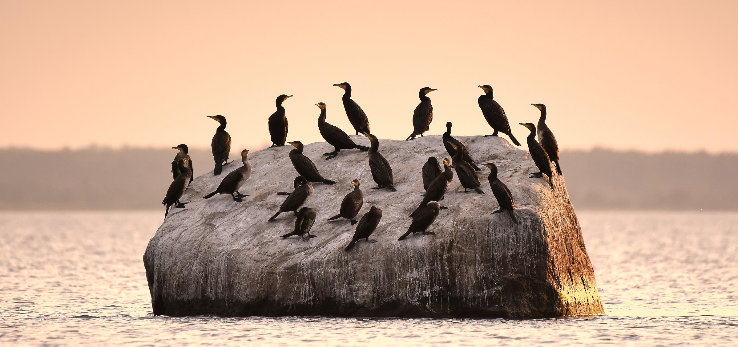 Bird of the Year 2025 – Great Cormorant. Photo: Allar Liiv