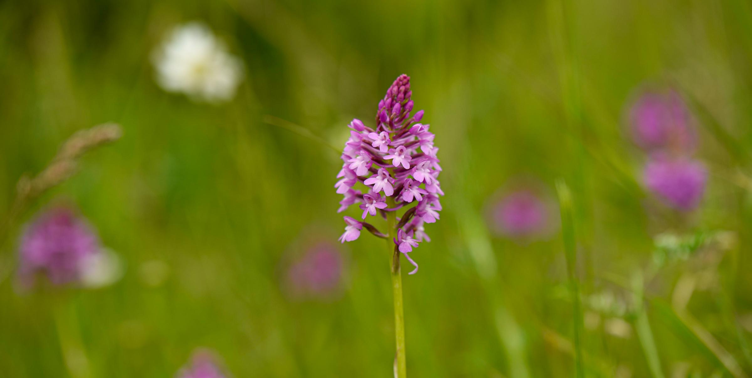 Orchid of the Year 2025 – Pyramidal Orchid (Anacamptis pyramidalis). Photo: Maris Sepp
